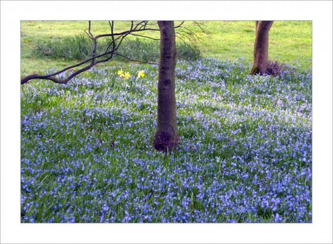 Frühlingswiese am 2. April