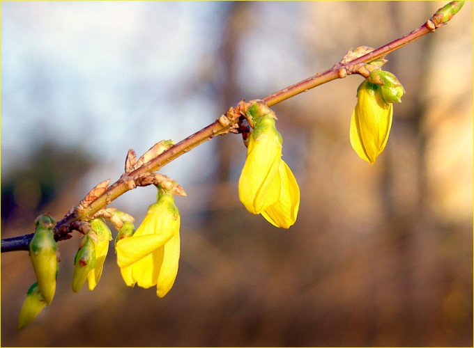 Forsythien