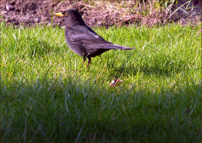 Amsel in der Sonne