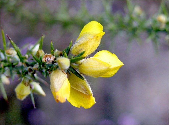 Ginsterblüten