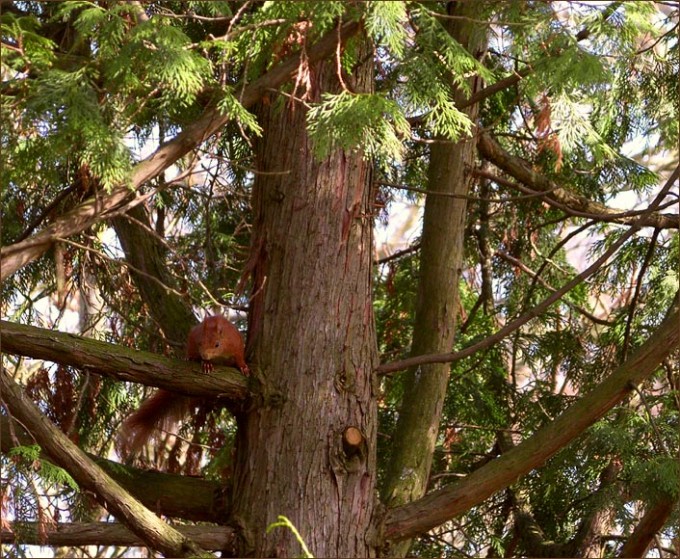 Eichhörnchen im Baum