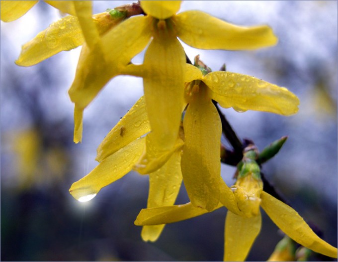 Forsythien