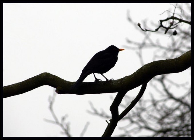 Amsel