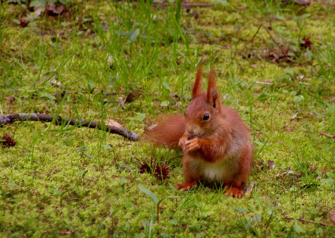 Eichhörnchen