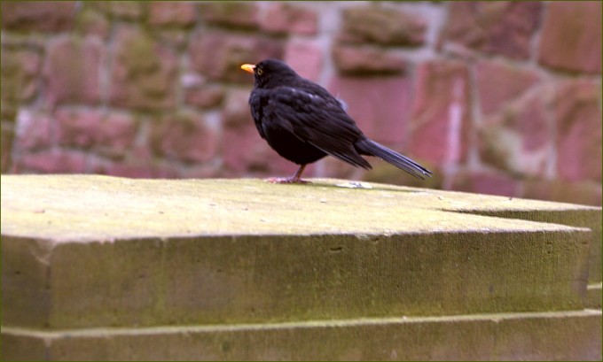 Eine Amsel
