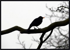 Amsel
