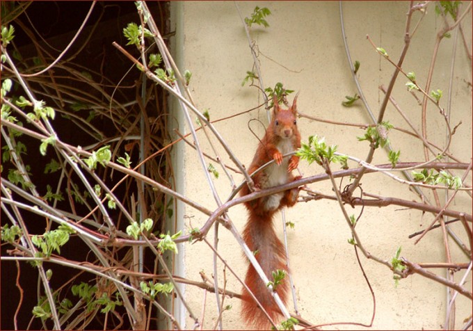 Eichhörnchen