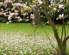 Magnolienblüten
