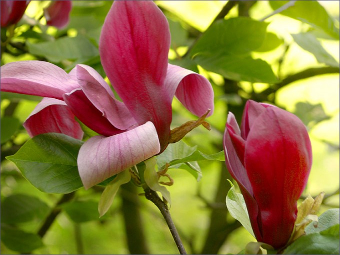Magnolienblüten