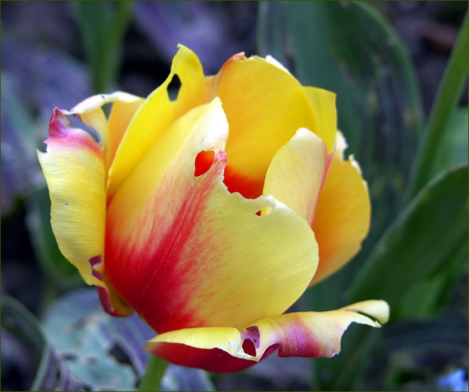 Tulpe