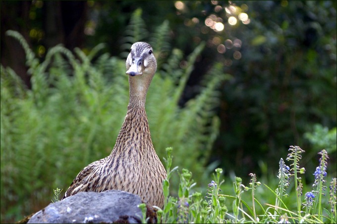 Ente beim Ausflug an Land