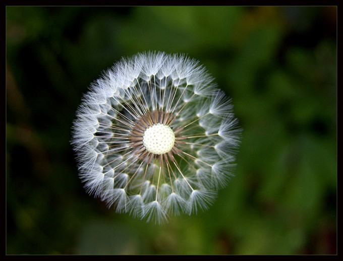 Flugschirmchen des Löwenzahns