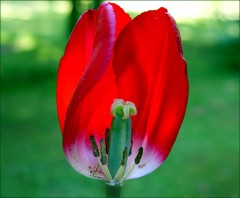 Tulpe