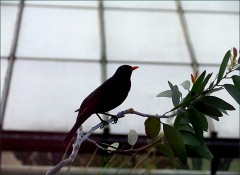 Amsel