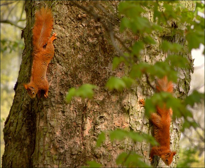 Zwei Eichhörnchen
