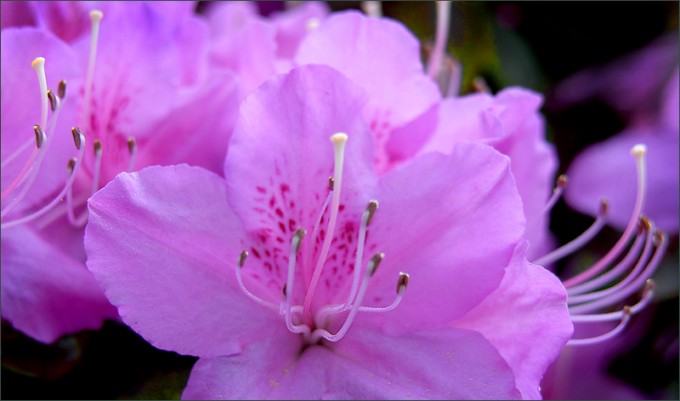 Rhododendronblüten
