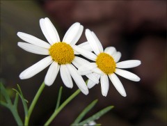Zwei Margeriten Zwei Margeriten