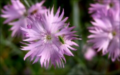 Wilde Nelken Wilde Nelken