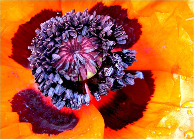 Mohn