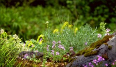 Blütenfries Blütenfries