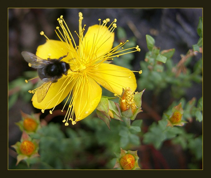 Blüte des Johanniskraut
