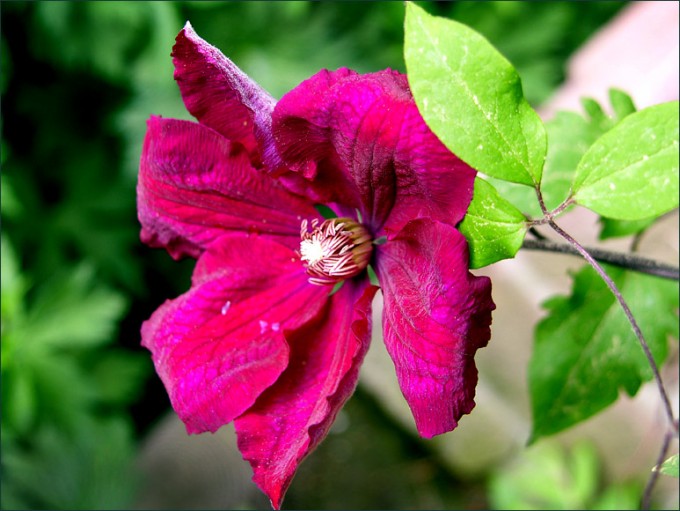 Clematis