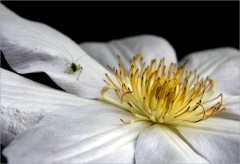 Weisse Clematis Weisse Clematis