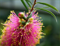 Eine Zylinderputzerblüte Eine Zylinderputzerblüte