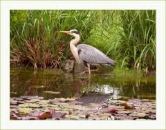 Fischreiher Fischreiher