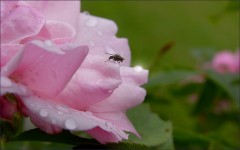 Eine Fliege Eine Fliege