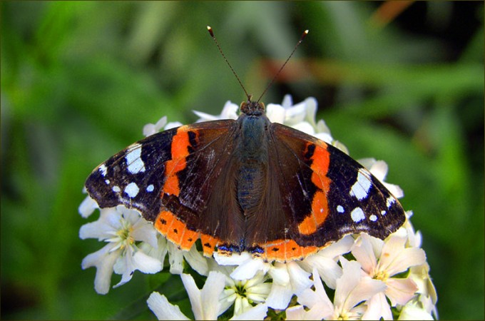 Schmetterling