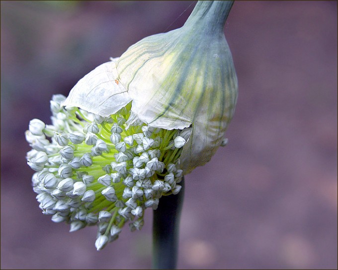 Lauchblüten