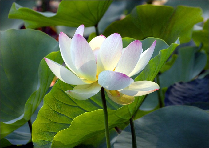 Lotus