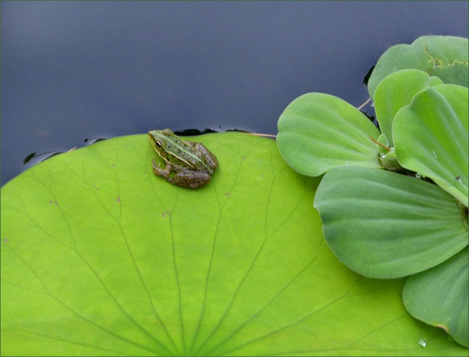 Kleiner Frosch