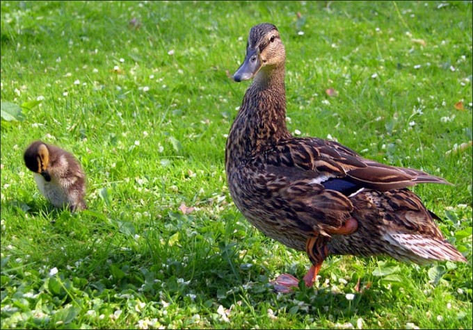 Ente mit Küken