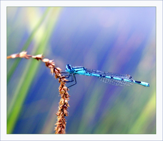 Blaue Libelle