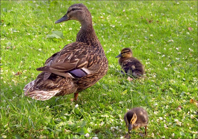 Die Entenmutter