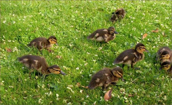 Acht Küken