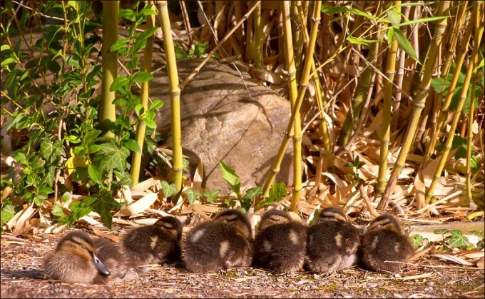 Sechs Entenküken