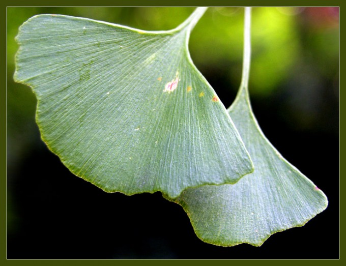 Zwei Gingoblätter