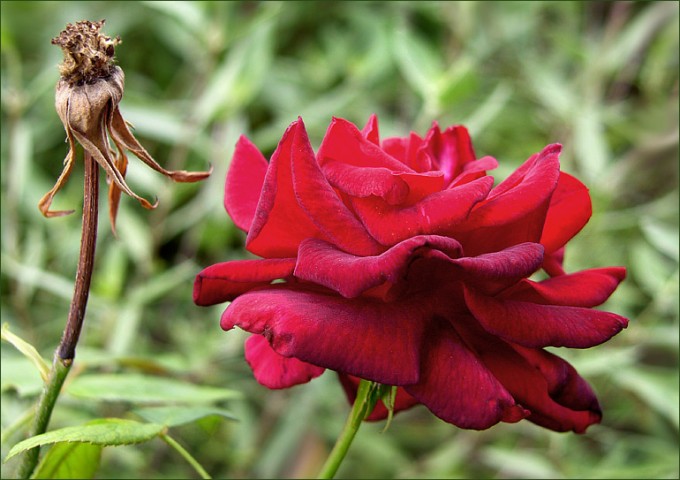 Dunkelrote Rose