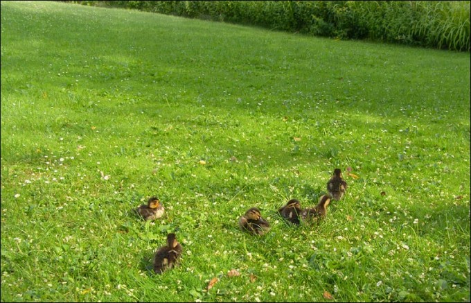 Sechs Entenküken