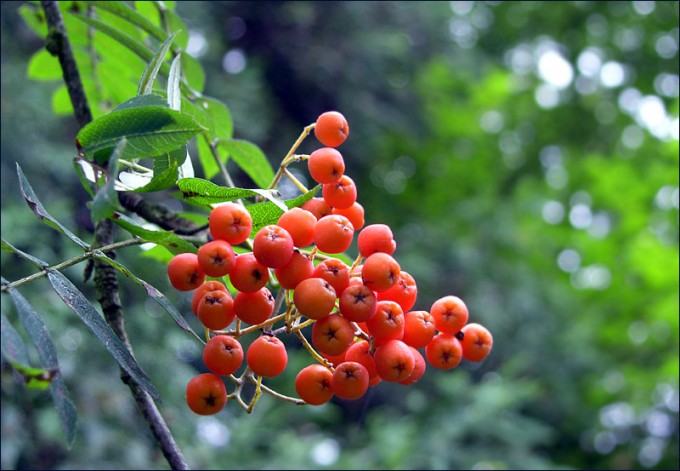 Vogelbeeren