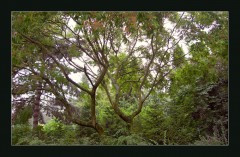 Waldromantik Waldromantik