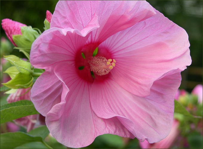 Hibiskusblüte
