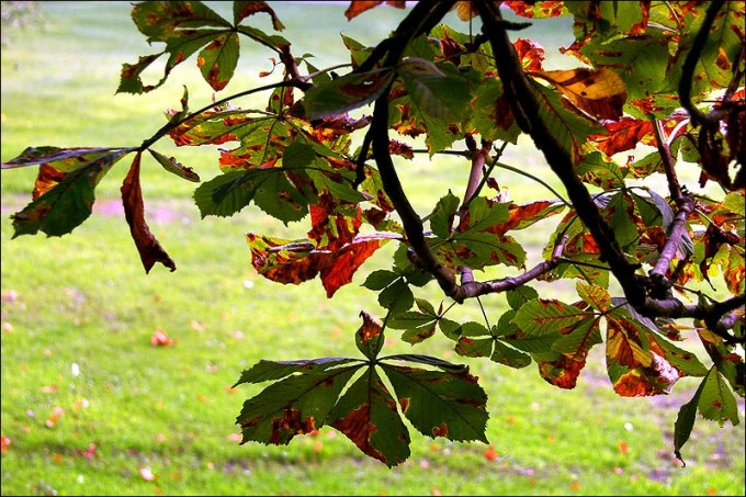 Kastanienblätter