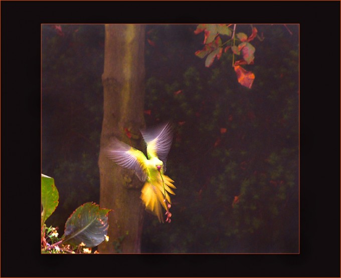 Anflug eines Papagei