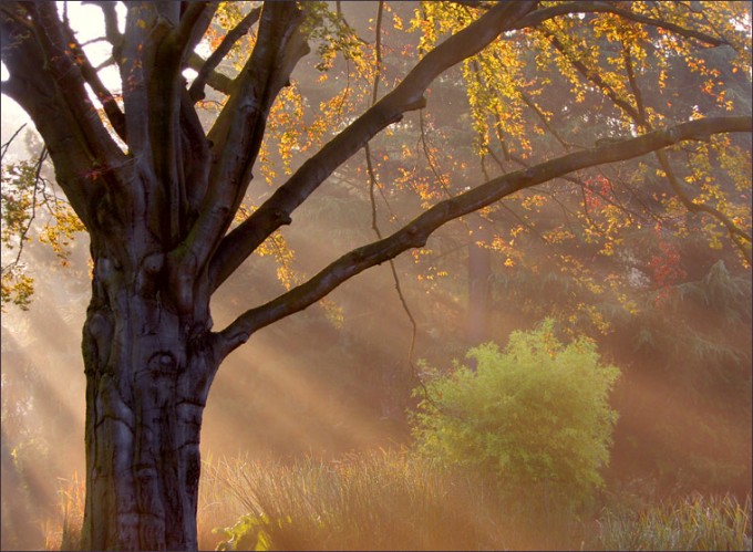 Altehrwürdiger Baum