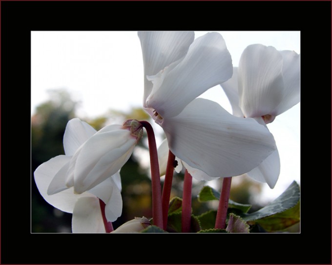 Weisse Alpenveilchen