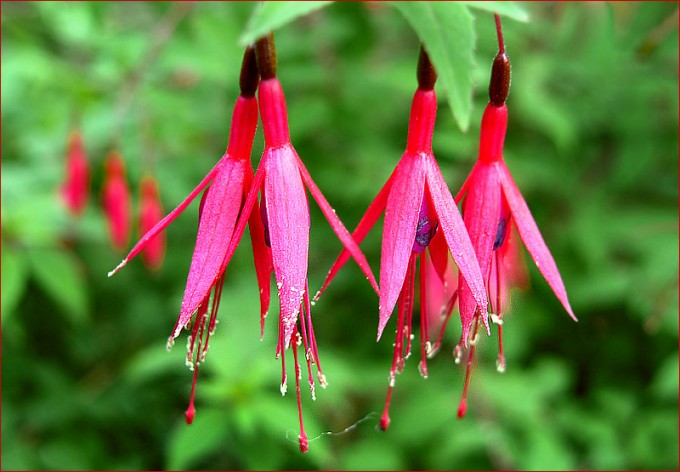 Wildfuchsien
